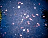 nature photography -  wishing well animal photo color photography home decor nursery print fine art  - 8x10 print