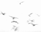 Hampton Beach 1, Gulls in Flight 1980  Black and White Photograph - RichardGulezianPhoto