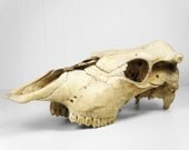 Vintage Cow Skull