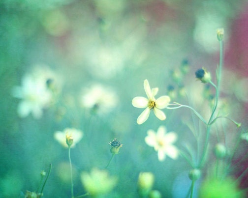 Flower Photography, Impressionistic Floral Print, Aqua Mint Teal Wall Art, Soft White Flowers Photo, Unisex Nursery Decor, 8x10 Print