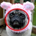 Dog Hat - Floppy Ear Bunny Rabbit / Made To Order