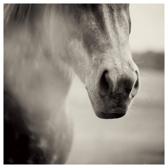 horse black and white photo print - whimsical fine art animal photography, nose, nursery, equine, enchanting, dream - 12x12