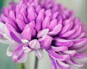 Mother's Day Gift - I Luv Mums - Chrysanthemum, Hot Pink, Flower, Perrenials, Mother, Macro,  Fine Art Photography 8 x 10 Giclee Print
