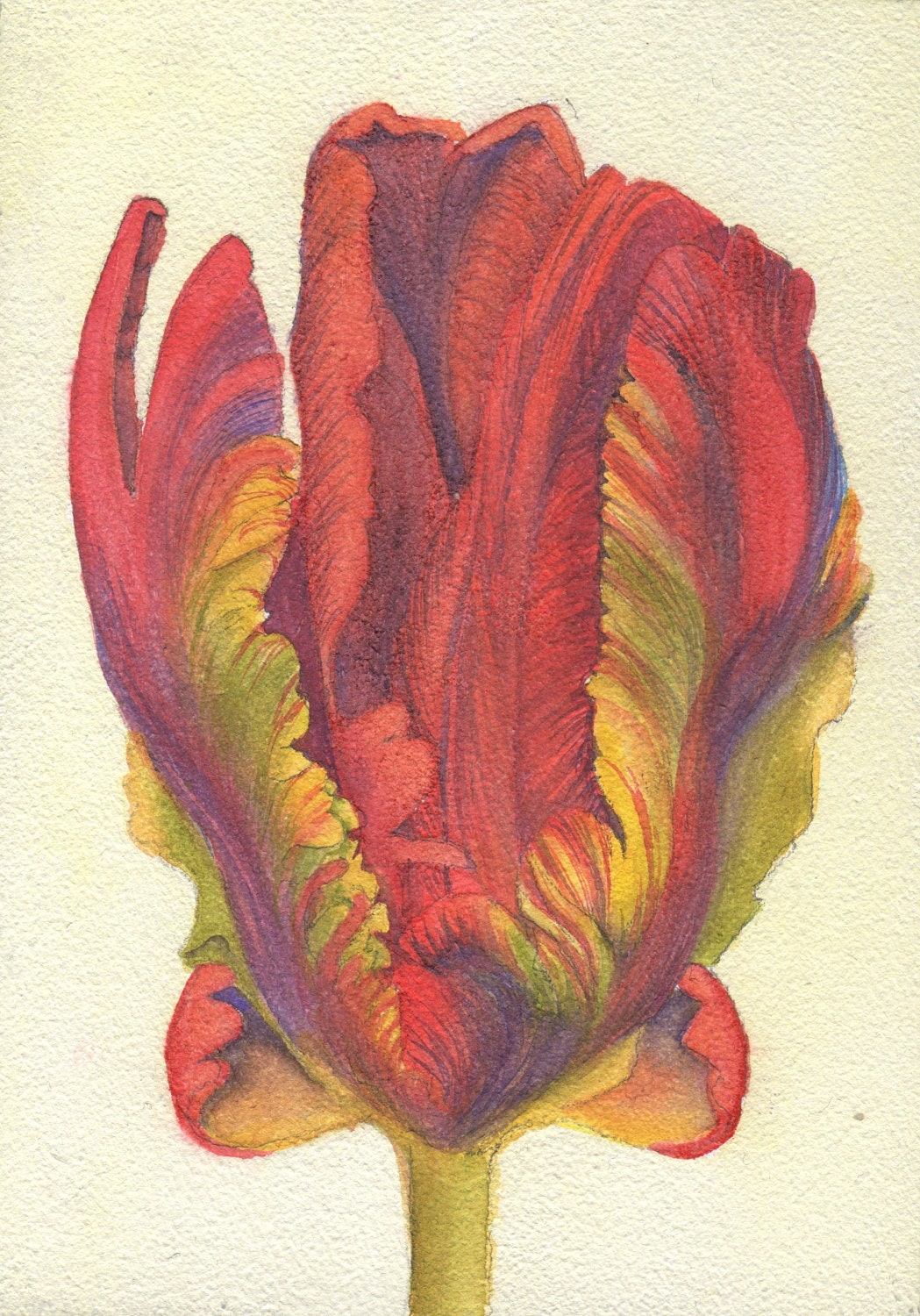 Print of Red Rococo Parrot Tulip Hybrid 5 x 7" Watercolor Painting