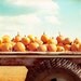 Pumpkin Photography - autumn fall print - orange blue brown white - country photography - wall art photo rural - 5x7 Photograph, "Harvest"