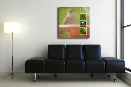 Hummingbirds in Nature - Gallery Wrap