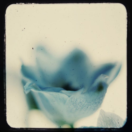 Powder blue floral print-  spring, ethereal, dreamy, flower, nursery decor, ttv, retro, vintage style, fine art photograph, 5x5 print