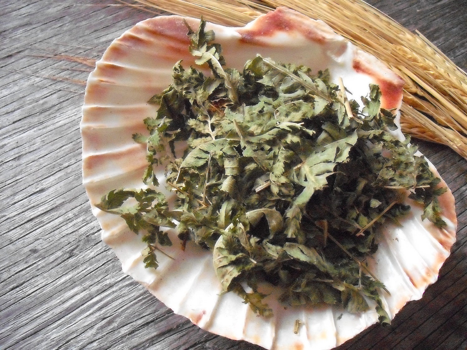 Fern Leaf Scottish wild harvested