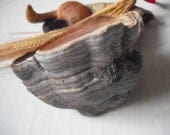 Hoof Fungus   Natural tinder sacred fire Medicine shaman druid witch wicca bushcraft
