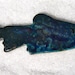Trout Leapt High, Arcing Over the Water: 6" Raku Refrigerator Magnet, E-TFM-2