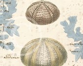 Shell Art Collage Print - 8 x 10 - Sea Urchin Collage 2