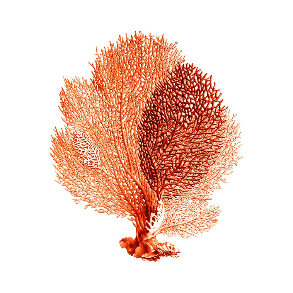 Sea Fan Coral Red Orange Nautical Vintage Style Art Print - brightforest