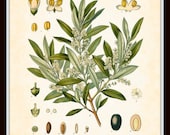 Antique Olive Botanical Art Print 8x10 - Series Kohler Medicinal Plants 1887 Home Decor Digital Collage Illustration - BelleBotanica