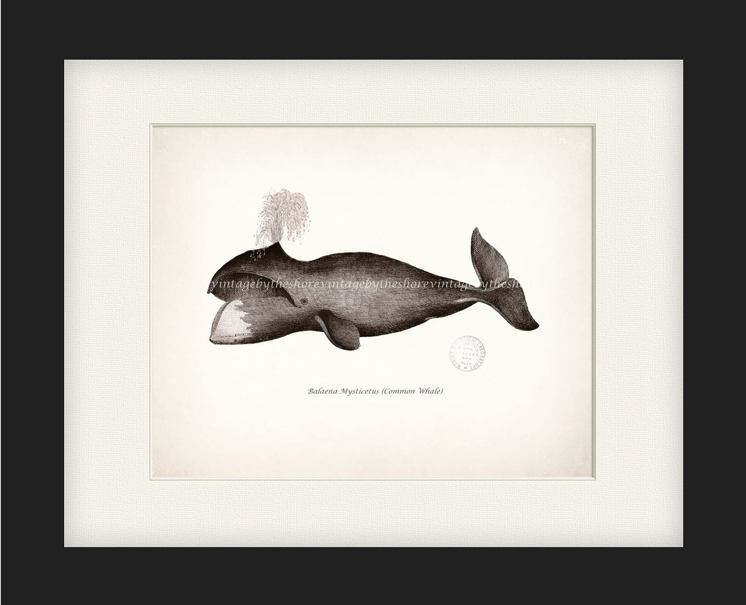 Antique Whale Print - Common Whale Natural History Nautical Style Wall Decor 10x8