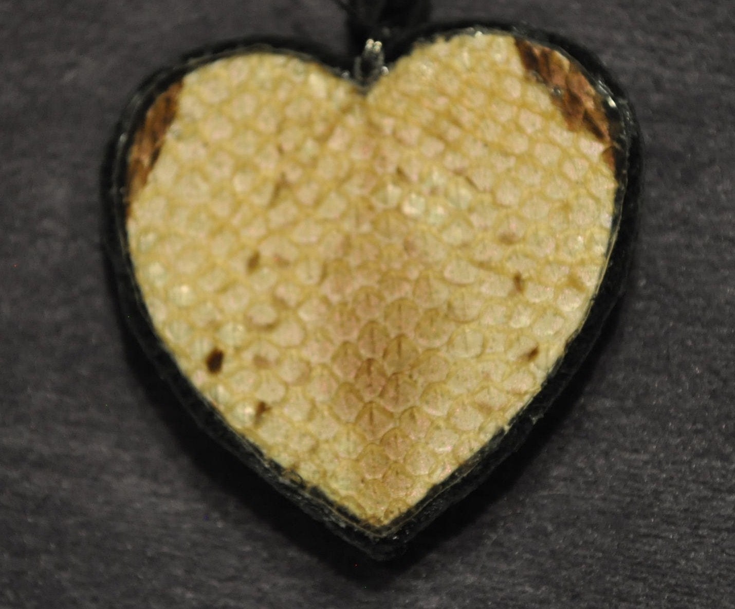 Dragon Hide Pendant- Gaboon Viper head shed RARE