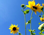 Sunflower Photo - Pretty Yellow Flowers on a Sapphire Blue Sky - Minimal Still Life Photography - Wall Art - Beach Cottage Decor