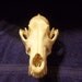 Coyote+skull+anatomy