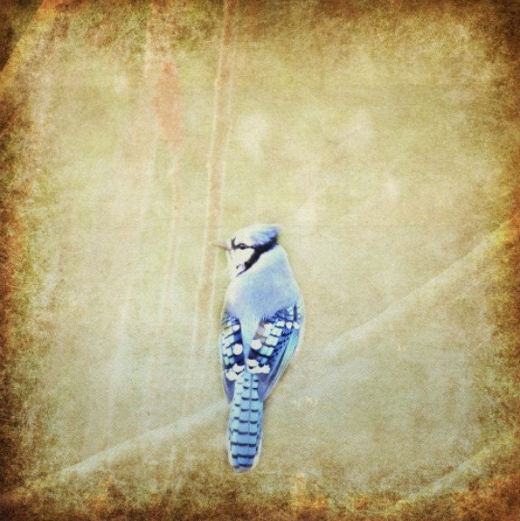 Blue Jay- Winter, Blue and White Fine Art Photography, Rustic, shabby chic, home decor,