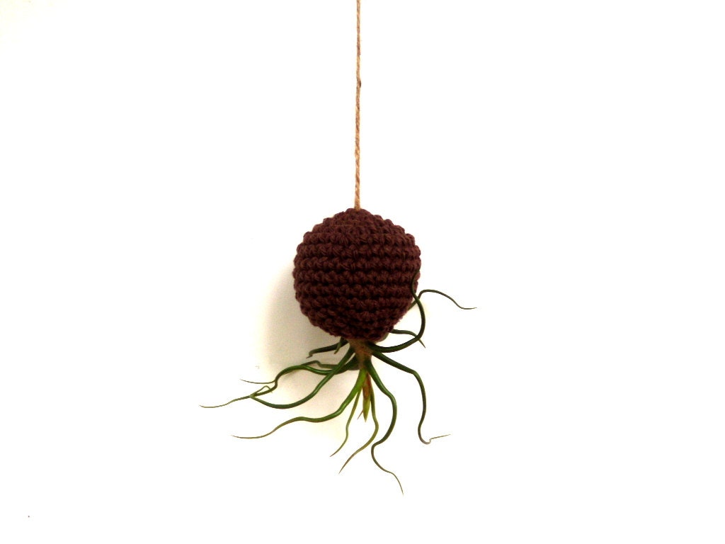 The ORIGINAL Crazy Bulbosa Air Plant in Hanging Chocolate Brown Pod