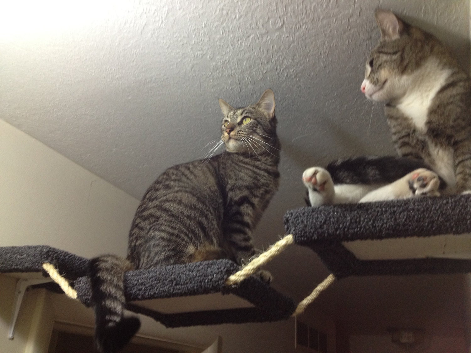 Carpeted Cat Hallway Rope Bridge for Shelves