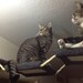 Carpeted Cat Hallway Rope Bridge for Shelves