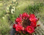 Desert Flower photo, Cactus, nature fine art photograph, lush green landscape, fire engine red photography, flower cluster 5x7 flower ring