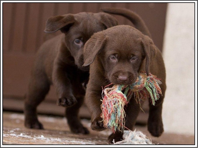 Brown Puppy Lab