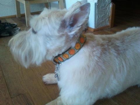 Fall Dog Collar 1" Fall Flower Dog Collar