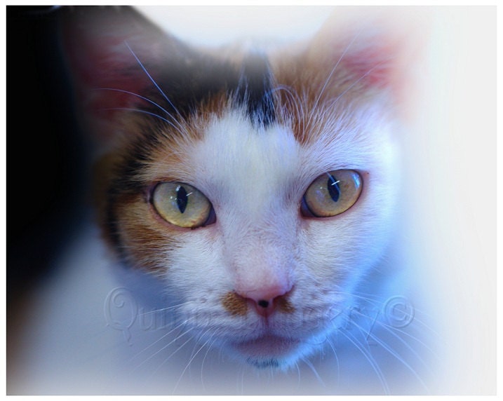 White Cat Photograph, Calico, Orange, Black, Brown, Yellow Eyes, Feline, Animal, Nature, Fine Art