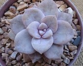 Graptopetalum Pentandrum Superum