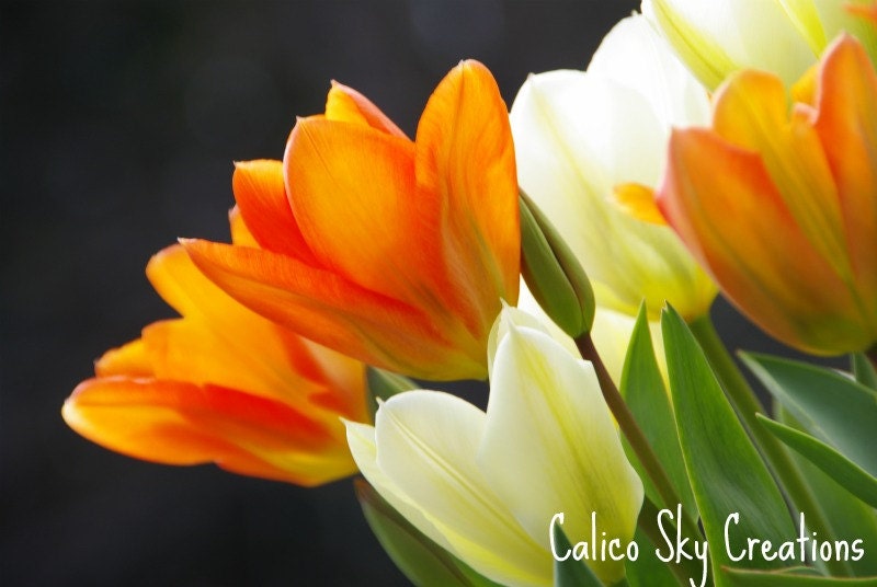 Flower photography, tulip photograph, tulips, spring flowers, garden photograph, orange, yellow, green - Celebrating Spring - 8 x 12