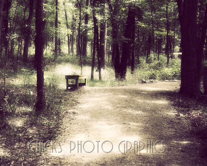 Nature Photography Print - Bench at Path- Fine Art Photograph - Woodland  Print - Wall Art - "Waiting Bench"
