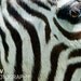 Black & White Zebra Stripes Photo, Wall Decor (8x10)