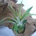 Tillandsia Air Plant -Veluntina Flowering Plant with Soft Leaves. Great Gift. Easy Care. Start your Collection Today.