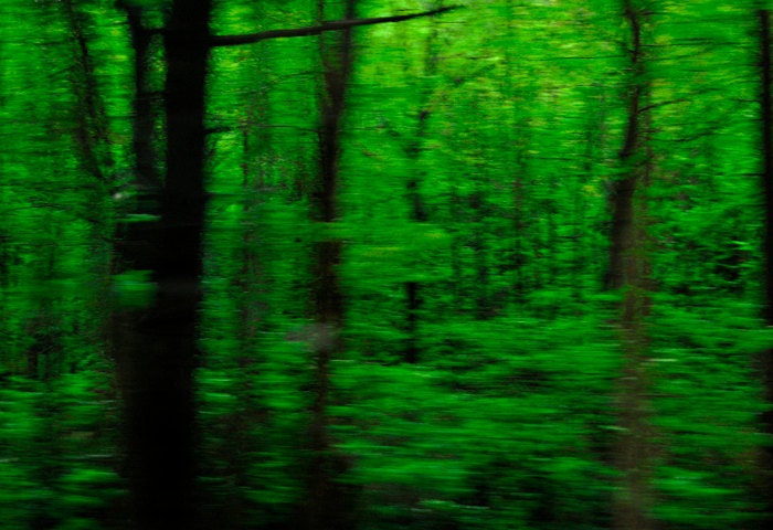 Abstract Nature Photography - tree blur forest wall art decor "70 MPH Forest" / custom sizes and canvas wraps available