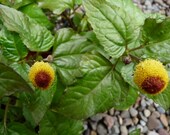 Spilanthes: Toothache Plant seeds