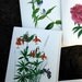 Handmade invitations Watercolor Botanicals Set of 6