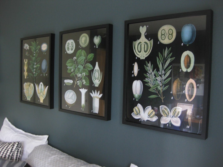 Black Background Botanical Chart Art - 20x30