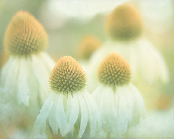 Flower Photograph 8x10, Dreamy Nature Photography, Shabby Chic Decor, White and Yellow Flowers Photo, Farmhouse Decor, Summer Green, Gold