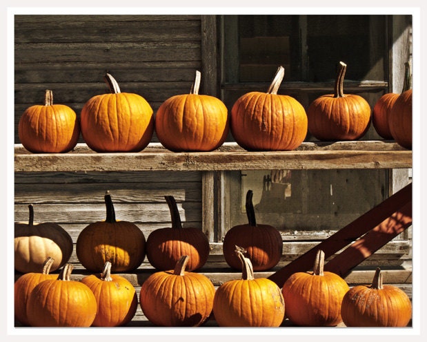 Rustic Autumn Wall Photo, 8x10, Orange Pumpkins, Fall Autumn Scene, Farm Harvest Art Photo, Halloween art
