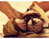 Caramel Rustic Autumn Wall Photo, 8x10, Bronze fall art photo, Oak leaves acorns, Fall Autumn Scene, woodland art photo, guest room decor