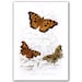 Amazing Butterflies, Natural History illustration printed on Parchment paper. Buy 3 and get 1 FREE, Nursery room art