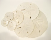 7 Sand Dollars Gulf Shores FL Shells for Decor, Collection, Art, Crafts, Party Favors