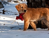 Set of Peaceful Golden Retriever Puppy Holiday Photo Cards