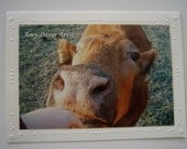 Pet Cow Photo Card (Cassie Anne) Animal Photo, Jersey Cow, Milk Cow --- Buy 3 get 4th one free
