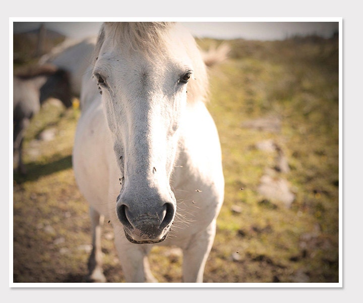 White Horse Photo-Close Up-North Uist Scotland-Scottish Horses-Vintage Style Travel Photography-8x10