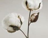Natural Cotton bolls boll  Plant Branches Cotton bolls  - weddings-bridal-gift-home decor- floral arrangements- /seeds in the boll - PattiesPassion