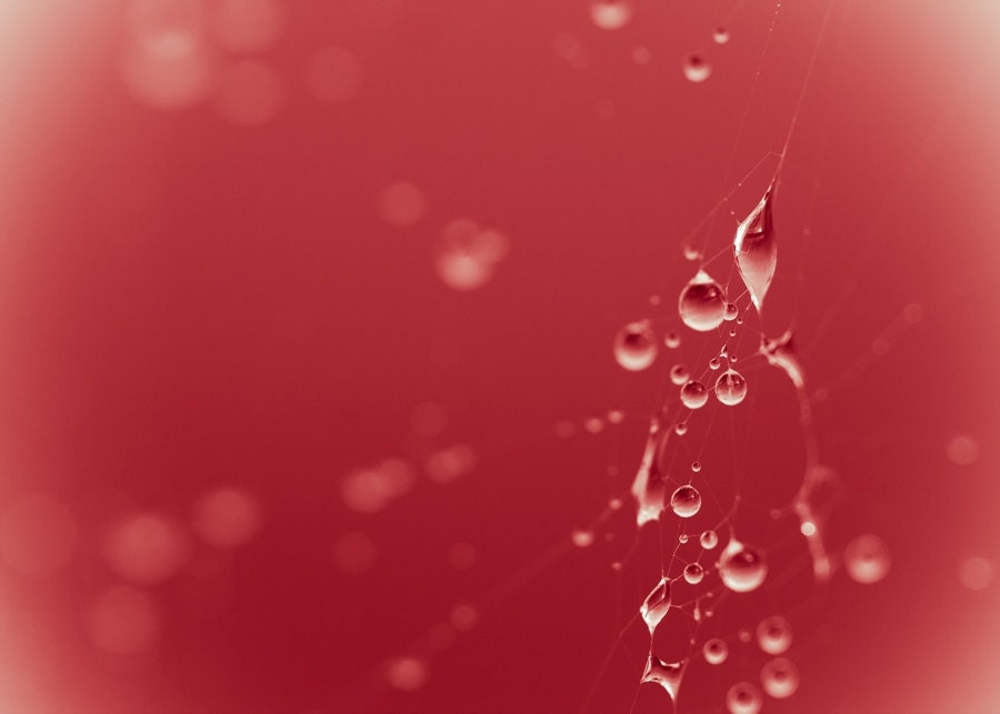 Spiderweb Photo, Red Water Drops, Macro Nature Photography, Modern Photo, Fine Art Photography, oxblood 5x7