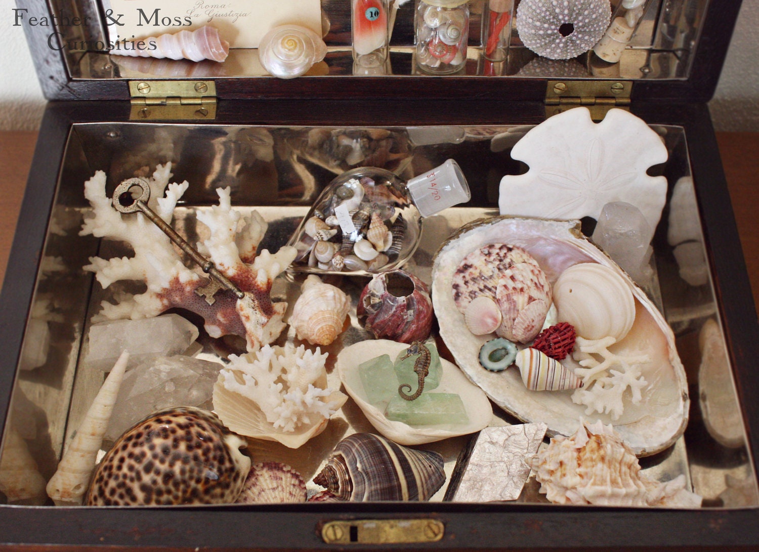 Curiosity cabinet.  "Valentina."  Seashells, crystals, coral, sea urchin.