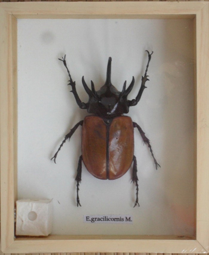 Real 5 Stag Gracilicornis Beetle Insect Taxidermy in Box /INF19